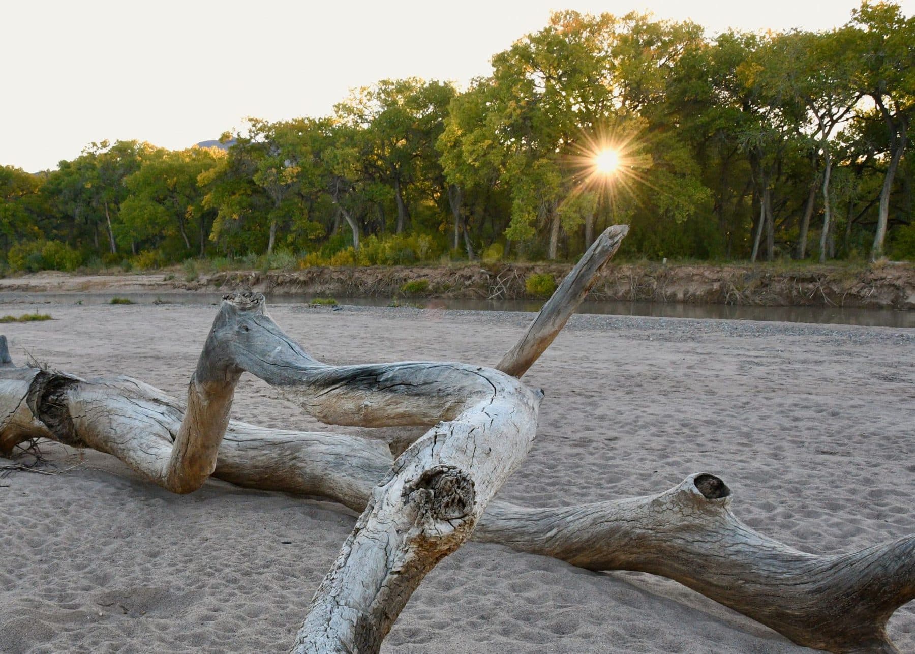 Cottonwoods and driftwood along the Rio Grande near Corrales at sunset